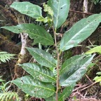 44. Antidesma madagascariense - Bois de cabri (blanc) - Euphorbiaceae -    Madagascar. Comores. La Réunion. Maurice.jpeg